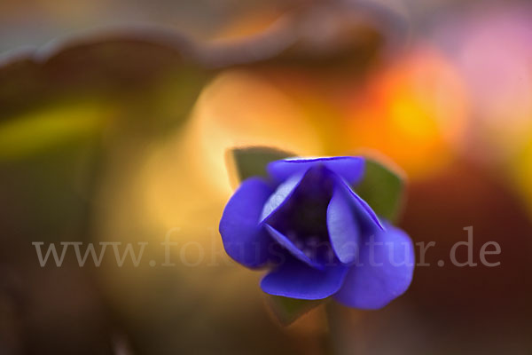 Leberblümchen (Hepatica nobilis)