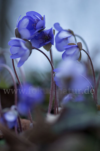 Leberblümchen (Hepatica nobilis)