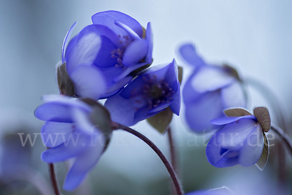 Leberblümchen (Hepatica nobilis)