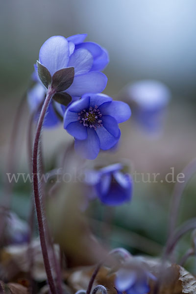 Leberblümchen (Hepatica nobilis)