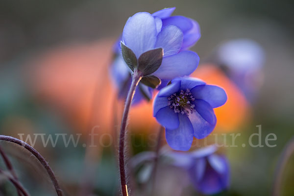 Leberblümchen (Hepatica nobilis)