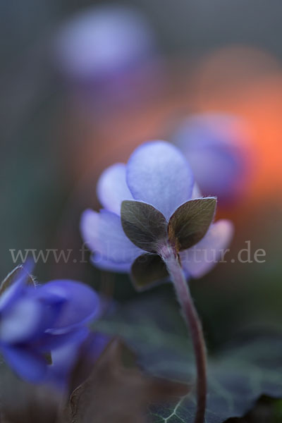 Leberblümchen (Hepatica nobilis)