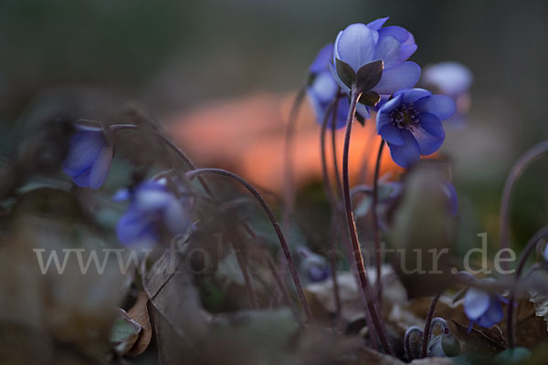 Leberblümchen (Hepatica nobilis)