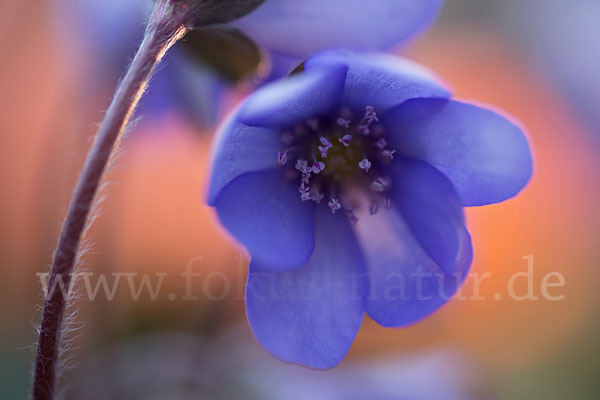 Leberblümchen (Hepatica nobilis)