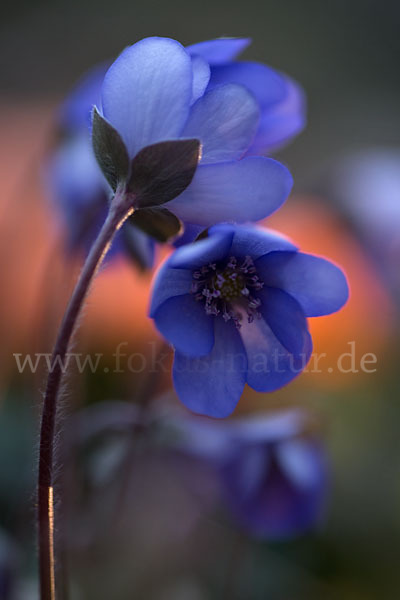 Leberblümchen (Hepatica nobilis)