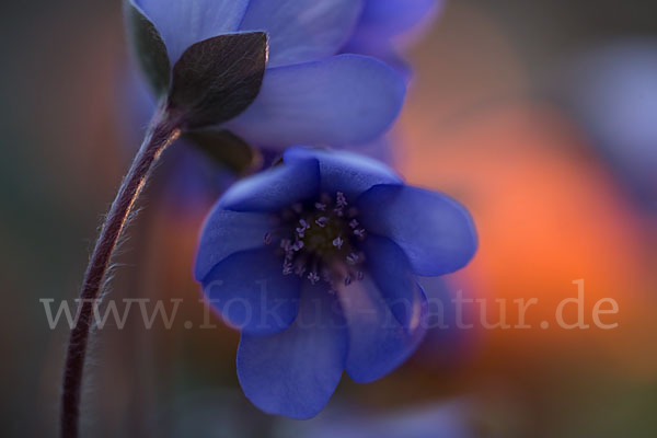 Leberblümchen (Hepatica nobilis)