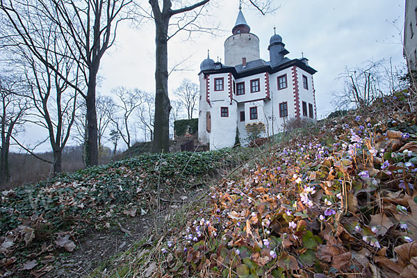 Leberblümchen (Hepatica nobilis)