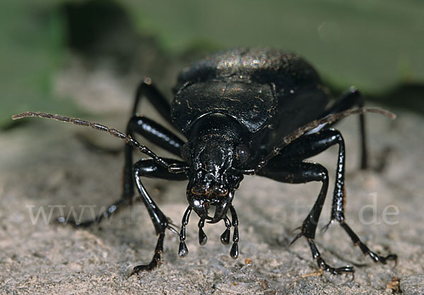 Lederlaufkäfer (Carabus coriaceus)