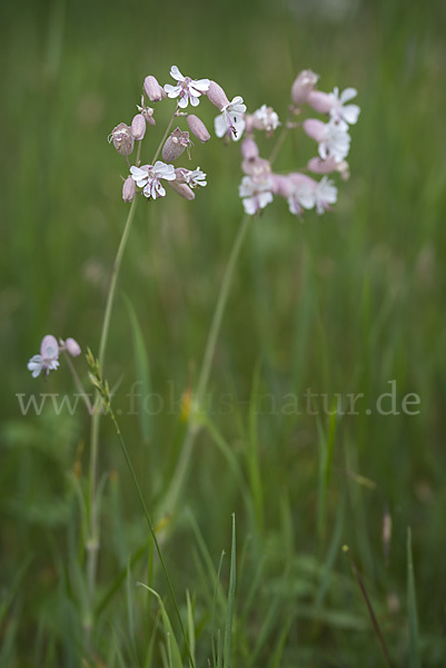 Leimkraut (Silene secundiflora)