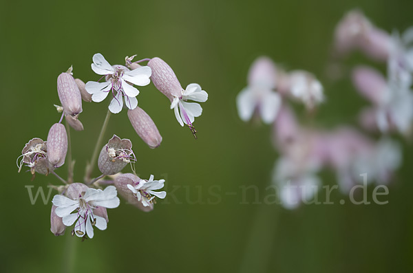 Leimkraut (Silene secundiflora)