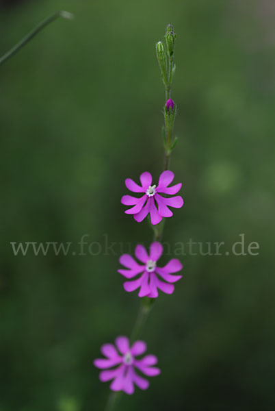 Leimkraut (Silene secundiflora)