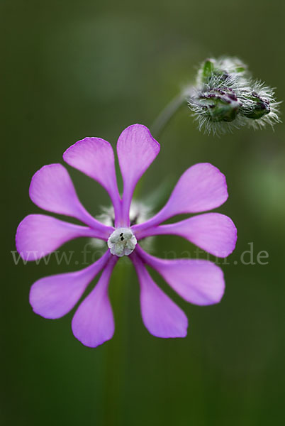 Leimkraut (Silene secundiflora)