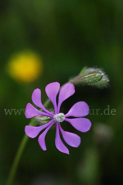 Leimkraut (Silene secundiflora)