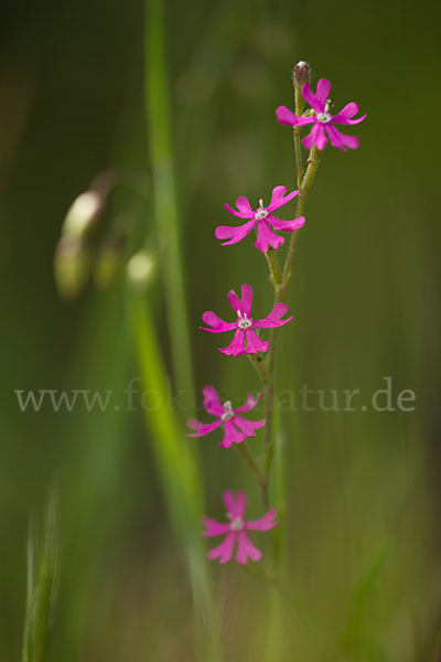 Leimkraut (Silene secundiflora)