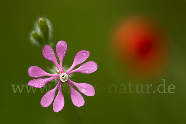 Leimkraut (Silene secundiflora)