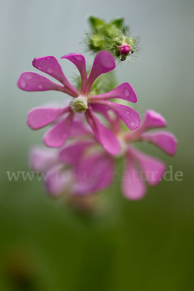 Leimkraut (Silene secundiflora)