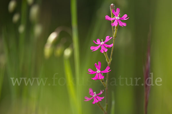 Leimkraut (Silene secundiflora)