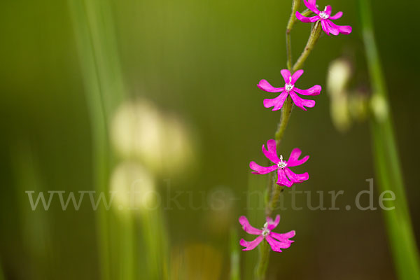 Leimkraut (Silene secundiflora)