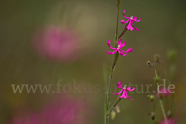 Leimkraut (Silene secundiflora)