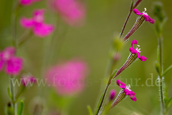 Leimkraut (Silene secundiflora)