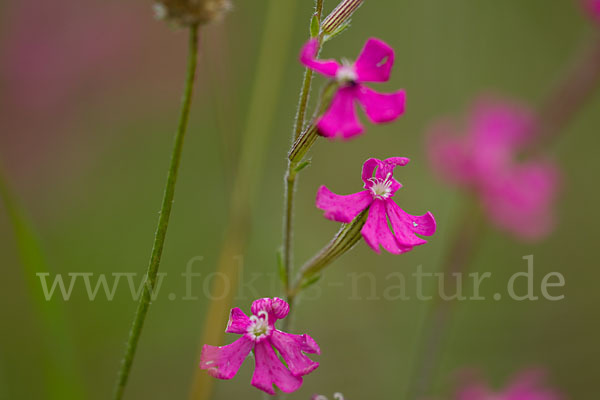 Leimkraut (Silene secundiflora)