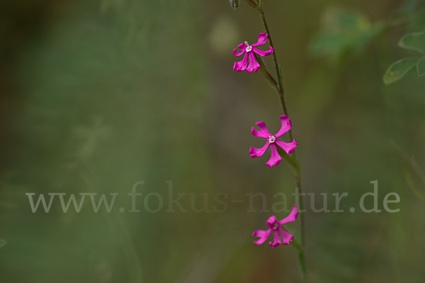 Leimkraut (Silene secundiflora)