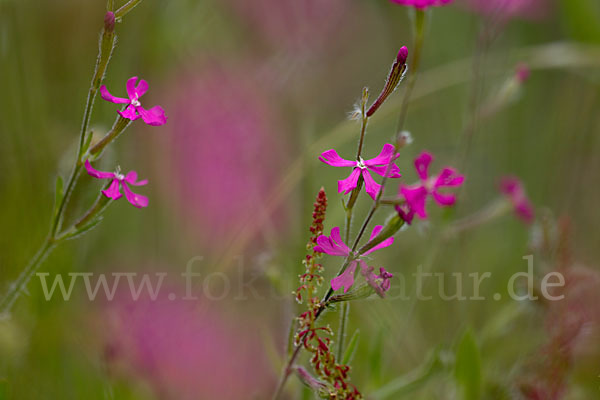 Leimkraut (Silene secundiflora)