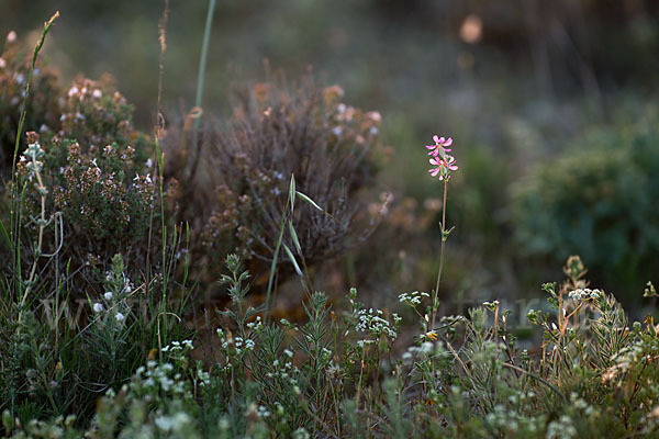 Leimkraut (Silene secundiflora)