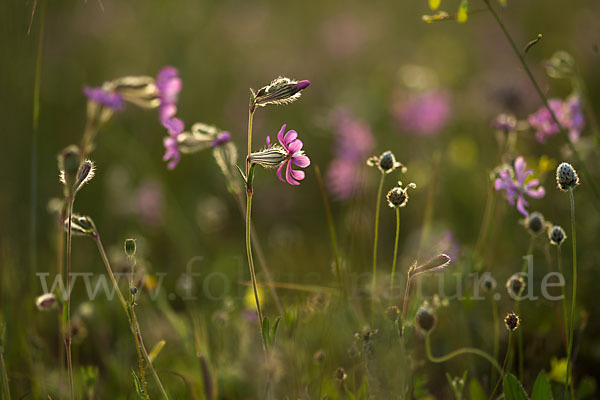 Leimkraut (Silene secundiflora)