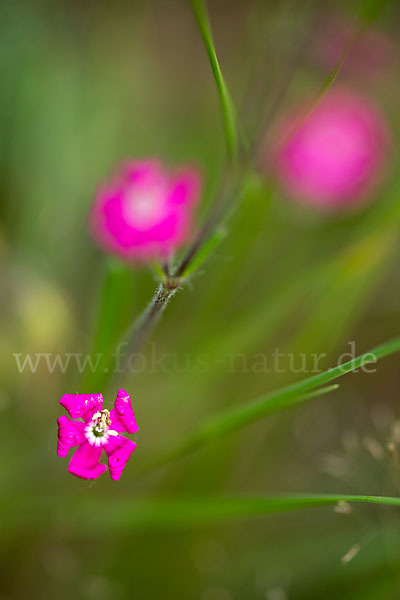 Leimkraut (Silene secundiflora)