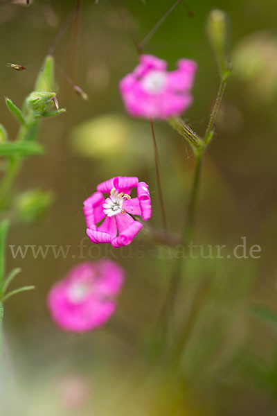 Leimkraut (Silene secundiflora)