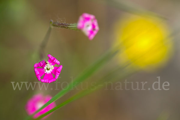 Leimkraut (Silene secundiflora)