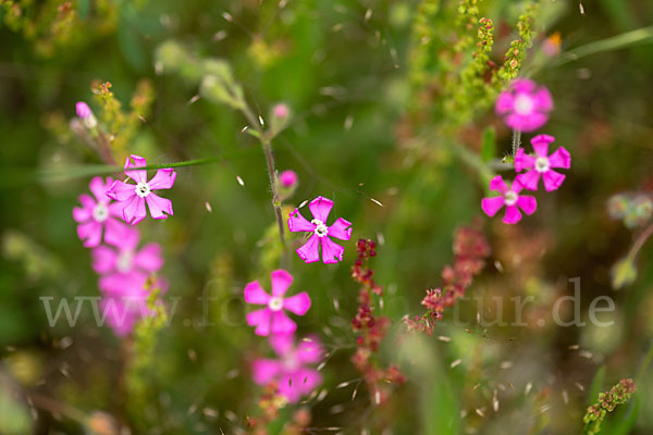 Leimkraut (Silene secundiflora)