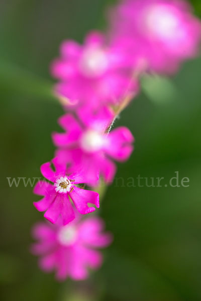 Leimkraut (Silene secundiflora)