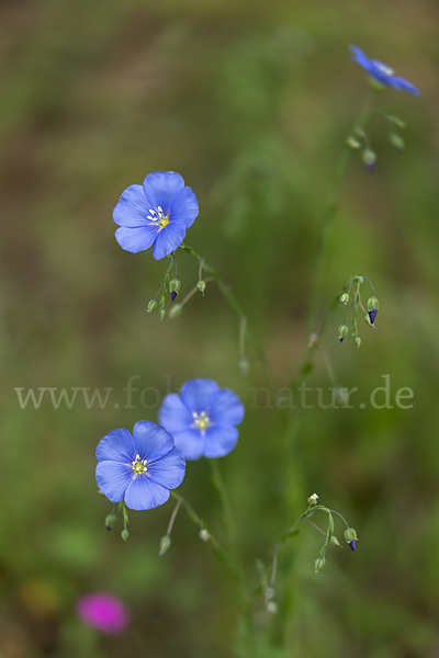 Lein (Linum spec.)