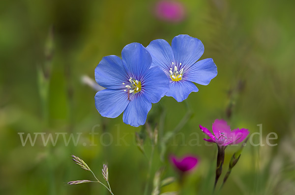 Lein (Linum spec.)