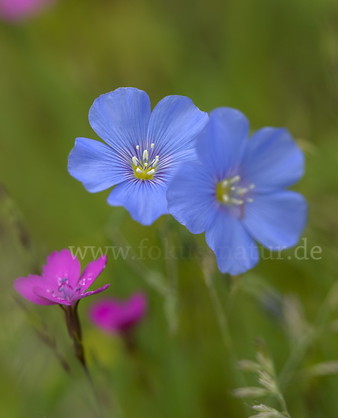 Lein (Linum spec.)