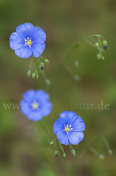 Lein (Linum spec.)