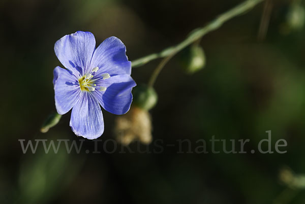 Lein (Linum spec.)