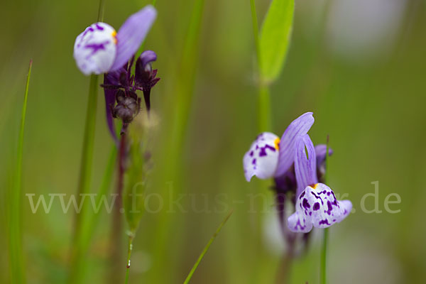 Leinkraut spec. (Linaria spec.)