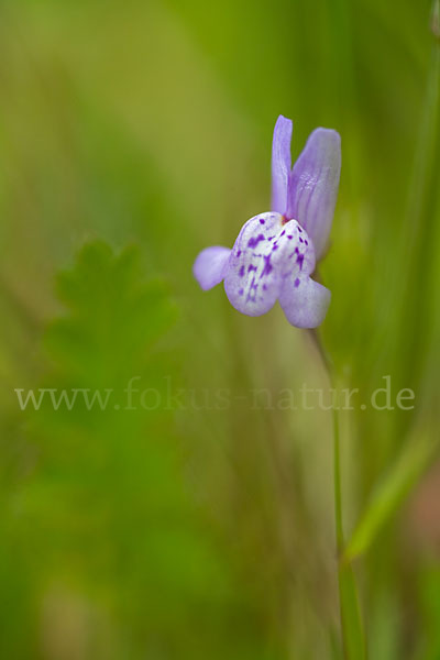 Leinkraut spec. (Linaria spec.)