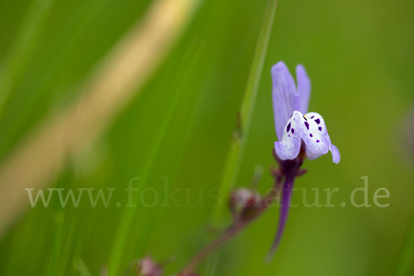 Leinkraut spec. (Linaria spec.)