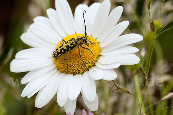 Leiterbock (Saperda scalaris)