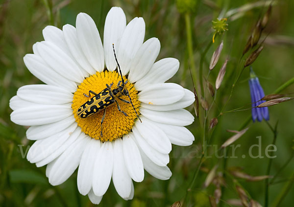 Leiterbock (Saperda scalaris)