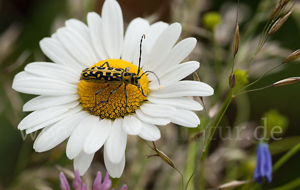 Leiterbock (Saperda scalaris)