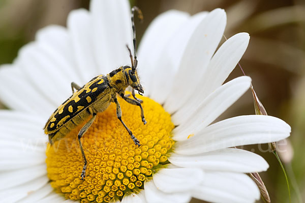 Leiterbock (Saperda scalaris)