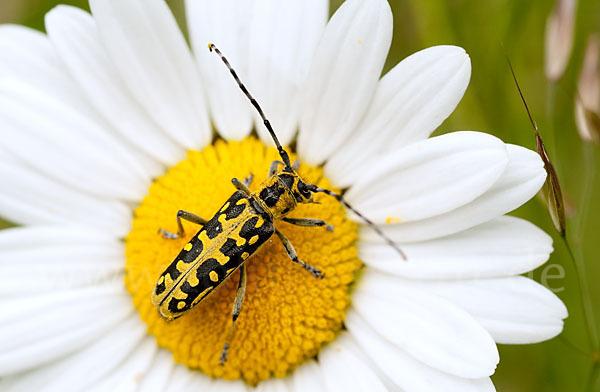 Leiterbock (Saperda scalaris)