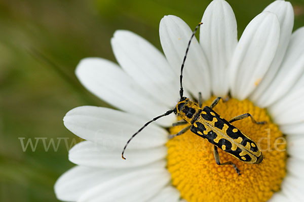 Leiterbock (Saperda scalaris)