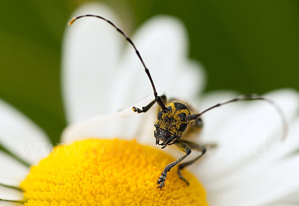 Leiterbock (Saperda scalaris)