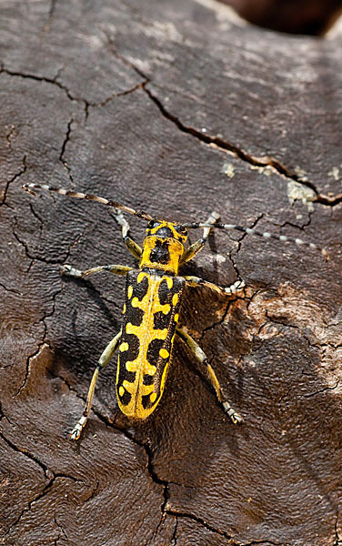 Leiterbock (Saperda scalaris)